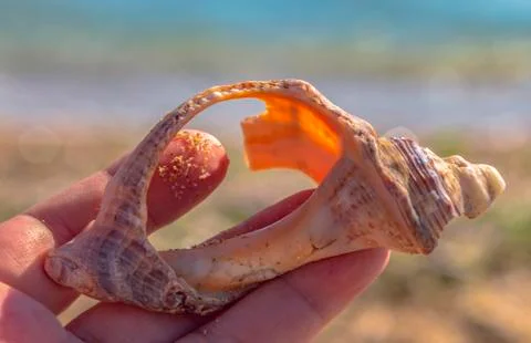 Part of an abalone shell on the fingers in the light of the sun. Stock Photos