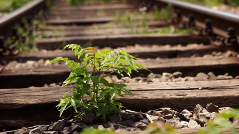 Part of an abandoned train tracks overgrown with weeds Stock Footage 76325818