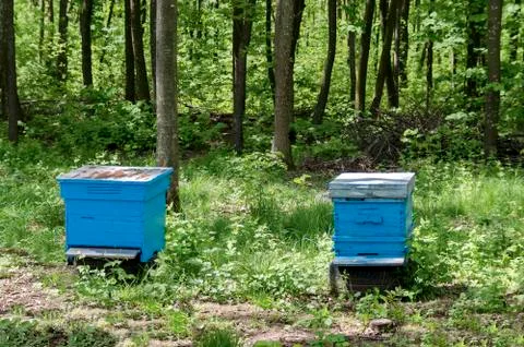 Part of apiary  with  view toward  hive Stock Photos