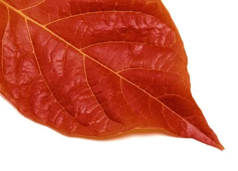 Part of autumn leaf on white Stock Photos