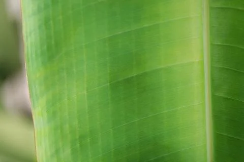 Part of banana tree leaf Stock Photos