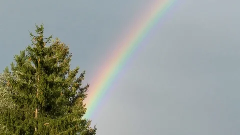 Part of a beautiful rainbow behind spruce and fir tree, color spectrum, sky Stock Footage 114923672