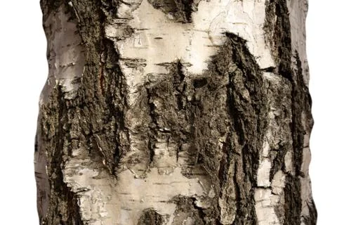 Part of Birch tree trunk with bark on isolated background. Textured pattern o Photos