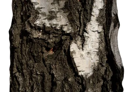 Part of Birch tree trunk with bark on isolated background. Textured pattern o 스톡 사진
