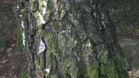 Part of birch trunk with nice decorative bark. Stock Footage 79501626
