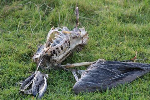Part of a birds carcass Stock Photos
