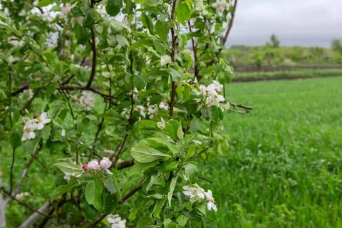 Part of blooming apple tree against field at windy morning Stock Photos