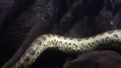 A part of body of the green anaconda (Eunectes murinus) Stock Footage 163540628