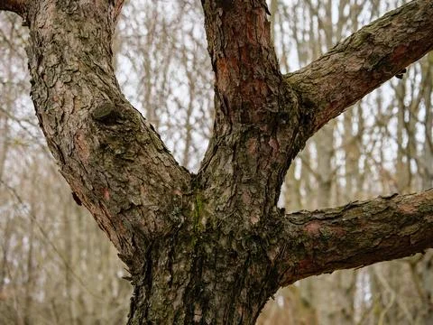 The part of branching bent trunk of a pine tree Stock Photos