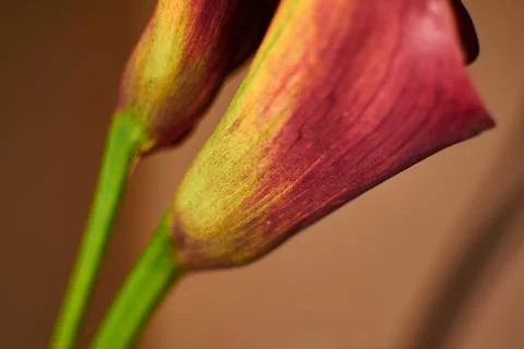 Part of a bud of red feces on a solid background 写真素材