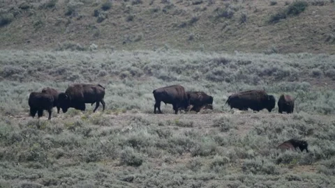 Part of Buffalo (bison) herd mostly bulls in rut Video stock 170034363