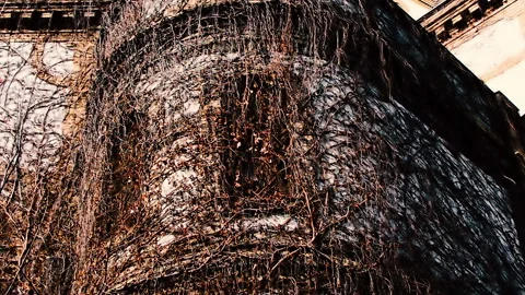 Part of the building with two windows completely covered with ivy branches. Stock Footage 152950580