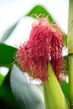 Part cob of corn Stock Photos