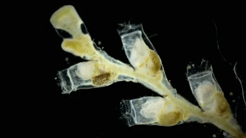 Part of a colony of Sertulariidae under a microscope, classHydrozoa, possibly Stock Footage 231981224