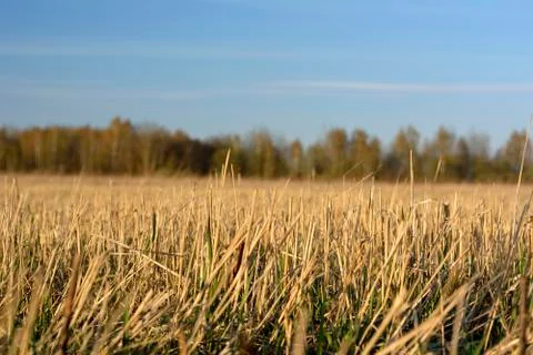 Part of the compressed grass Stock Photos
