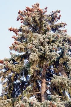 Part of the coniferous tree on the right side of the picture against the blue Stock Photos