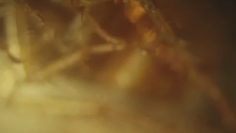 Part of dead German cockroach (legs) on mold fungi. High magnification video Video stock 91235497