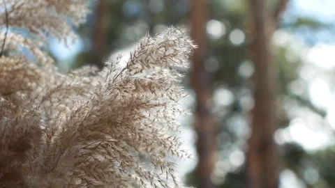  Part of the decor of the wedding arch. Stock Footage 137948524