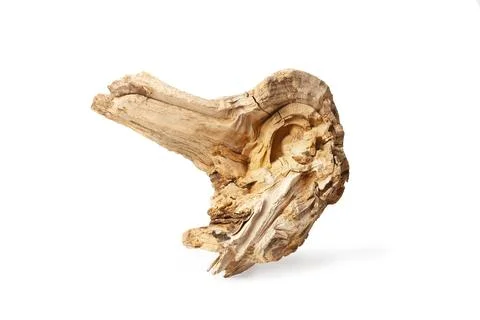 Part of a dry tree trunk on a white background with copy space Stock Photos