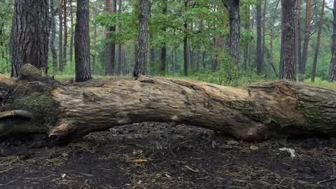 Part of a fallen trunk in the middle of the forest. Video stock 259382828