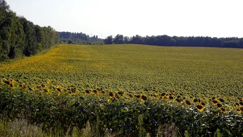 The part of the field with undergrowth at the edges. 스톡 동영상 82388415