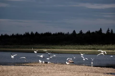 Part of a flock of wild Northern white birds seagulls flies waving their wing Stock Photos