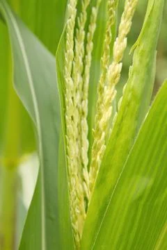 Part of a flowering corn field Stock Photos