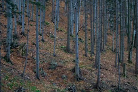Part of forest Stock Photos