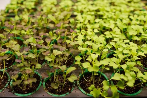 Part of garden bed with tiny green seedlings growing in small pots 库存照片