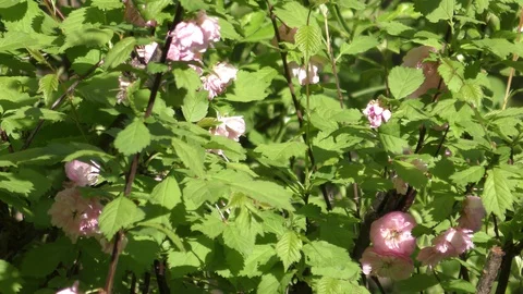 A part of a garden in the spring sunshine Vídeo Stock 128824723