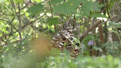 A part of a garden in the spring sunshine Vídeo Stock 128824737