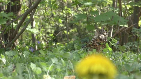 A part of a garden in the spring sunshine Vidéo 128824757