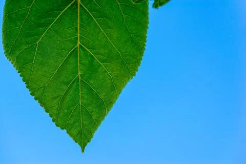 Part of a green leaf closeup Foto stock
