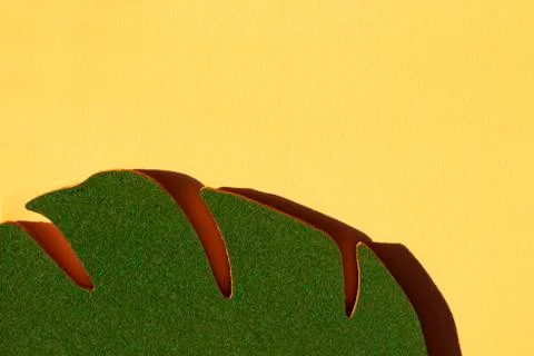 Part of a green leaf of cork substrate shot close-up on a light peach wall Stock Photos