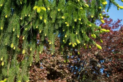 Part of a green pine tree in view Foto stock