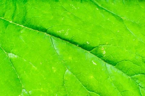 Part of green sheet background or texture. Close up macro. Stock Photos