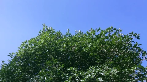 Part of the green tree and blue sky on the background Video stock 105723072