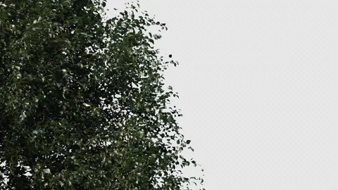 Part of green tree on transparent background Stock Footage 315618577