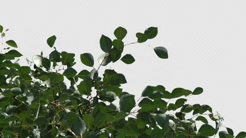 Part of green tree on transparent background Stock Footage 315619700
