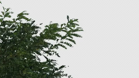 Part of green tree on transparent background Stock Footage 315622999