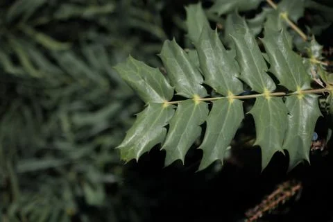Part of a green tree in view 스톡 사진