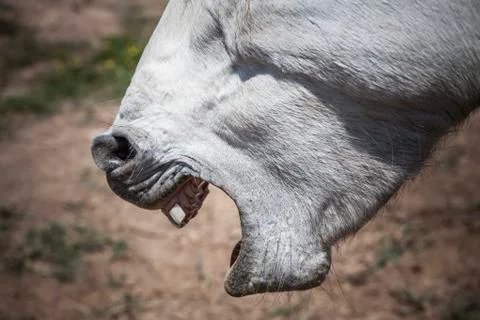 Part of the horse head with mouth open. Stock Photos