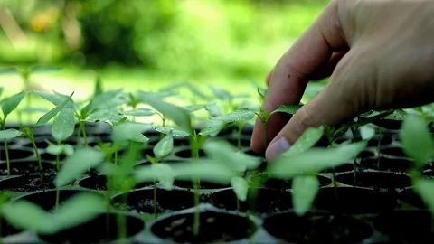 Part of human hand are pulling a young plant and seedling out of the pot. 库存影片 94448606