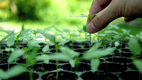 Part of human hand are putting a young plant and seedling in the pot Stock Footage 94448985