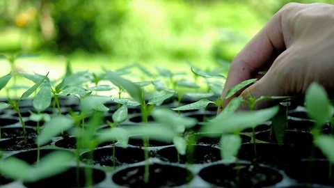 Part of human hand are putting a young plant and seedling in of the pot. 库存影片 94449112