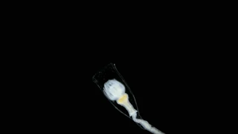 Part of hydroid polyp - hydrant, Order Leptothecata. It has tentacles that Stock Footage 221752389