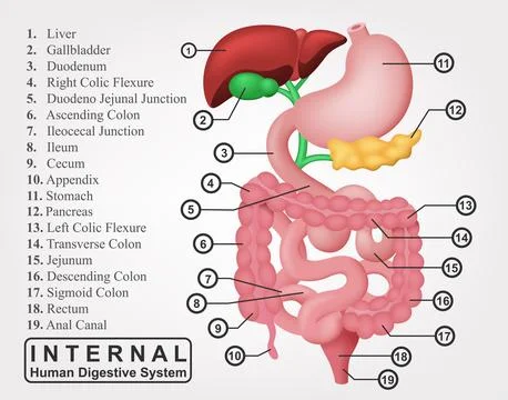 The Part of Internal Human Digestive System, Vector Illustration 스톡 일러스트