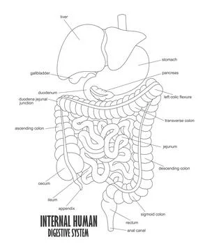 The Part Of Internal Human Digestive System, Vector Illustration Stock Illustration