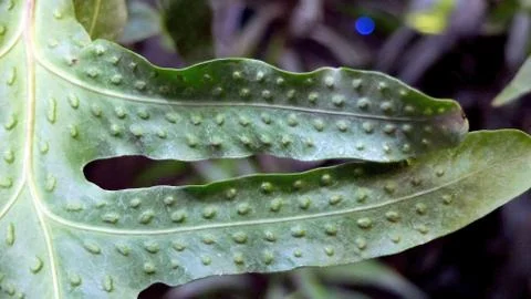 Part of a leaf of giant monstera flower Stock Photos