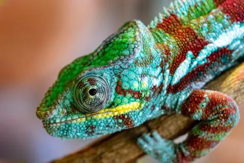 Part of a lizard of a chameleon closeup Stock Photos